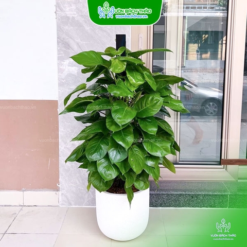 Cây Trầu Bà Leo Cột Chậu Đứng