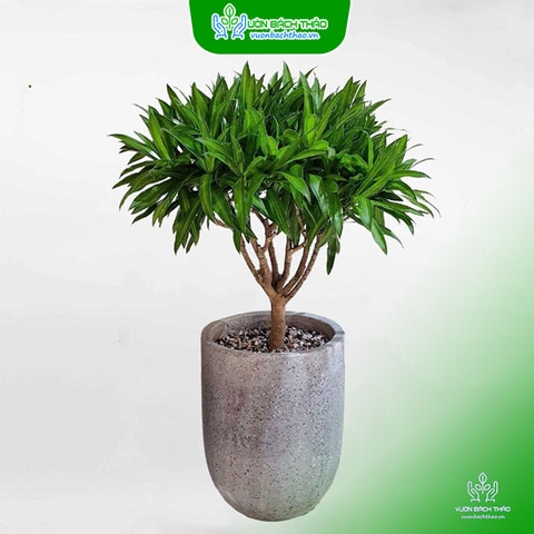 Cây Trúc Bách Hợp Chậu Đứng