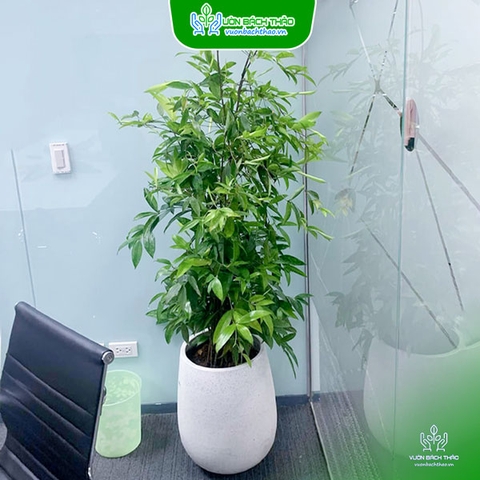 Chậu Cây Trúc Nhật