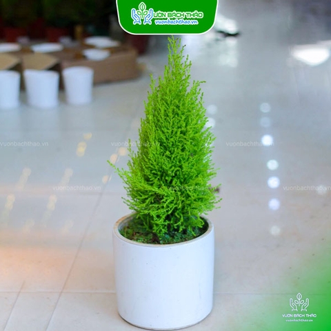 Cây Tùng Thơm Để Bàn