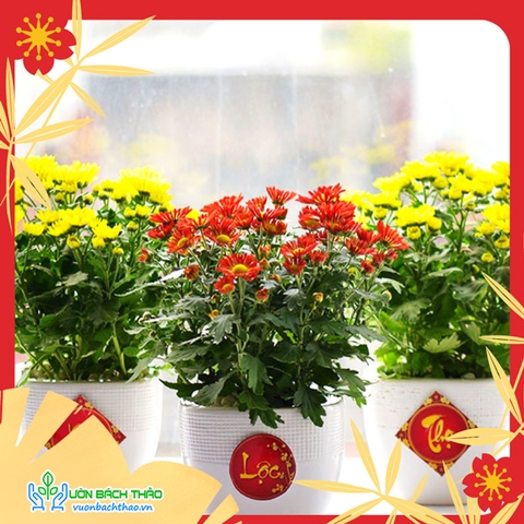 Chậu Hoa Cúc Để Bàn Trang Trí Tết
