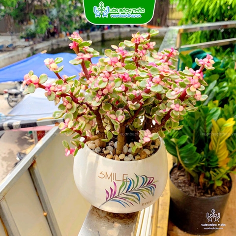 Cây Sen Đô La Hồng Để Bàn