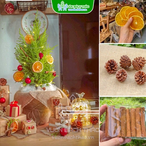 Set Phụ Kiện Trang Trí Noel Cam Thông Quế