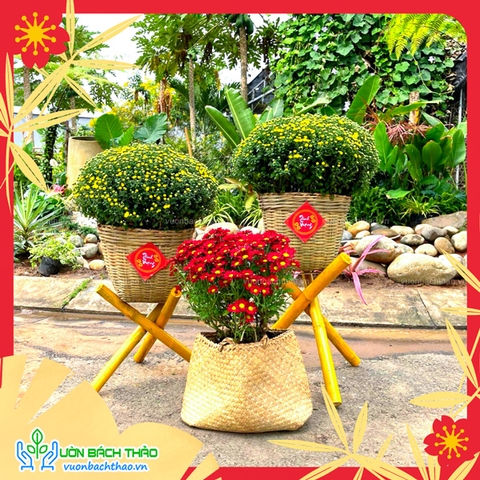 Combo Hoa Cúc Decor Tết Bộ 3 Chậu