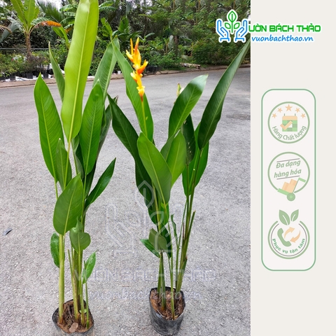 Cây Chuối Mỏ Két Thái Lan