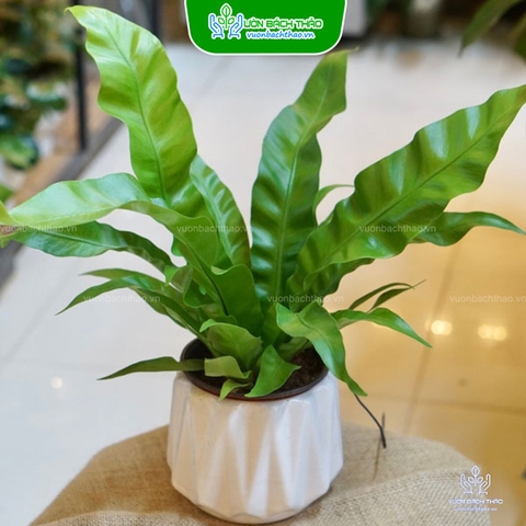 Cây Ráng Ổ Phụng Để Bàn