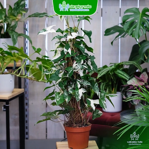 Cây Trầu Bà Thanh Vân Leo Cột