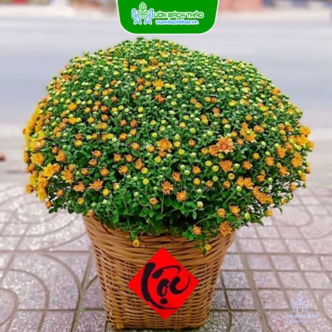 Hoa Cúc Mâm Xôi Giỏ Tre Trang Trí Tết