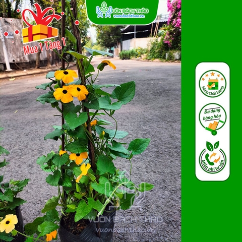 Cây Hoa Mắt Huyền