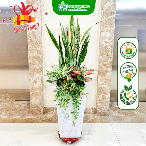 Cây Lưỡi Hổ Đại Cát (Mix) Trồng Chậu
