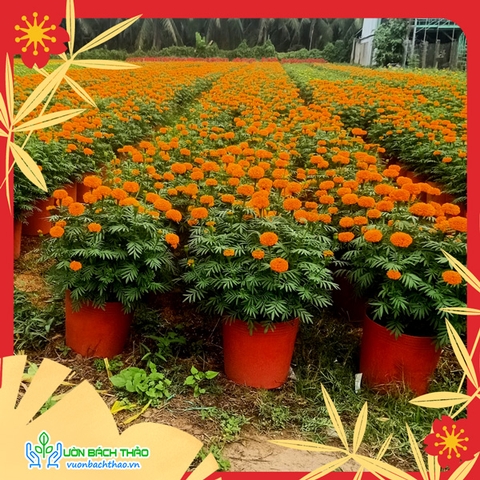 Cặp Hoa Cúc Vạn Thọ