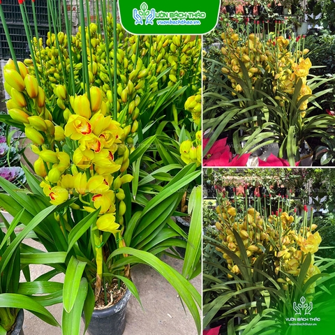 Hoa Địa Lan Vàng Trưng Tết