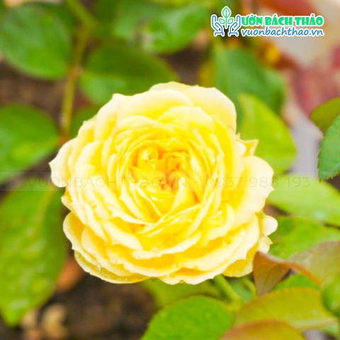 Cây Hoa Hồng Catalina (New Zealand)