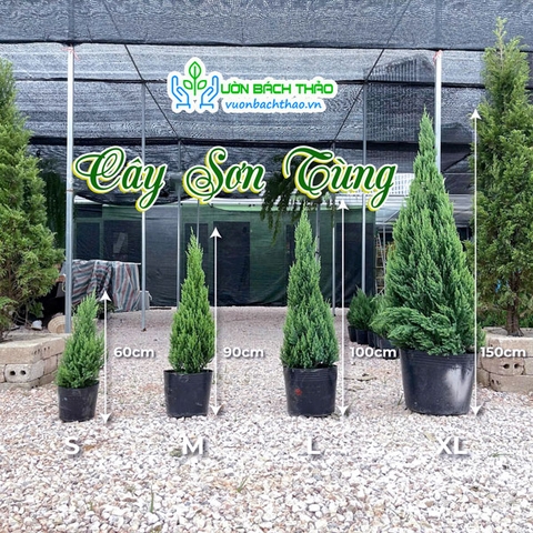 Cây Sơn Tùng (Tùng Búp)