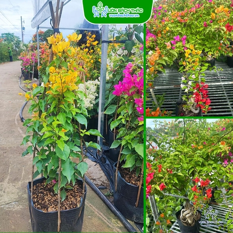 Cây Hoa Giấy Thái Lan