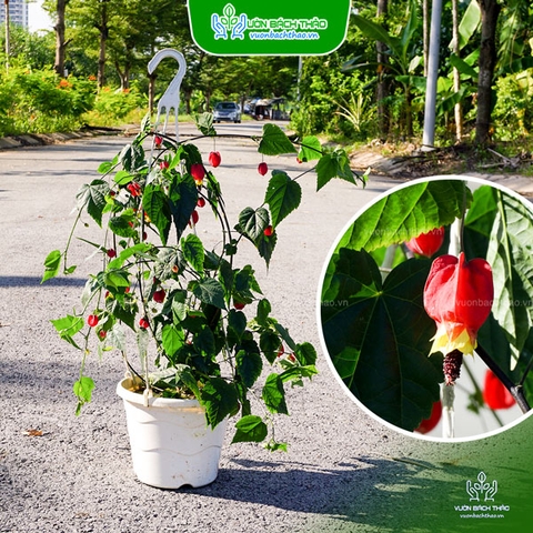 Cây Bụp Lồng Đèn Chậu Treo