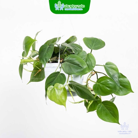 Cây Trầu Bà Lá Tim