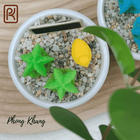 Khuôn silicon 4d làm rau câu hình xương rồng