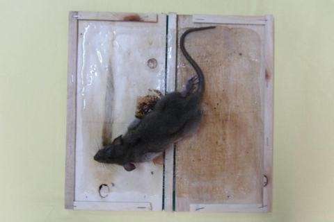 Keo Dính Chuột - Tấm Gỗ