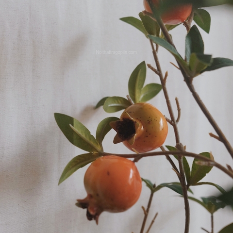 Cây lựu chậu cói - cao 120cm