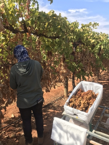 Nho khô nguyên cành Adora st Food Dried Grapes Cluster Thompson  7kg