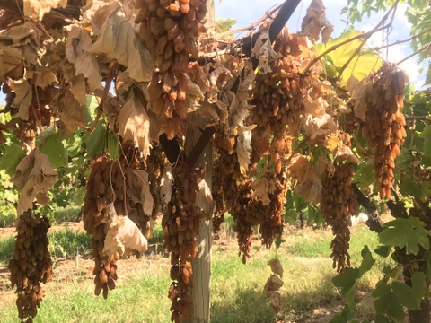 Nho khô nguyên cành Adora st Food Dried Grapes Cluster Thompson  7kg