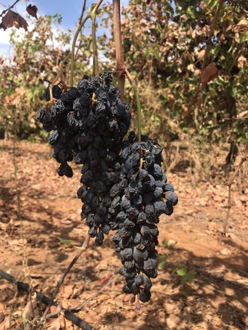 Nho Khô nguyên cành Dried Grapes Flame  Australian 500g đặc sản của Úc