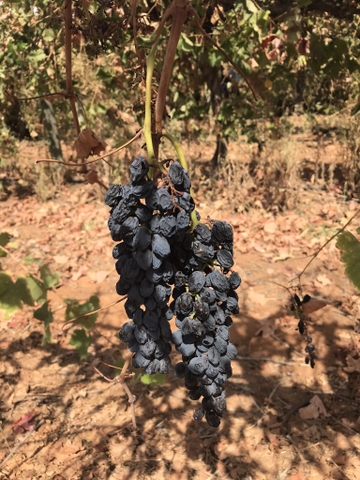 Nho khô nguyên cành Adora st Food Dried Grapes Flame Australian 1kg đặc sản của Úc