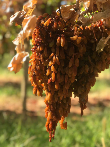 Nho khô nguyên cành Adora st Food Dried Grapes Cluster Thompson 4kg A