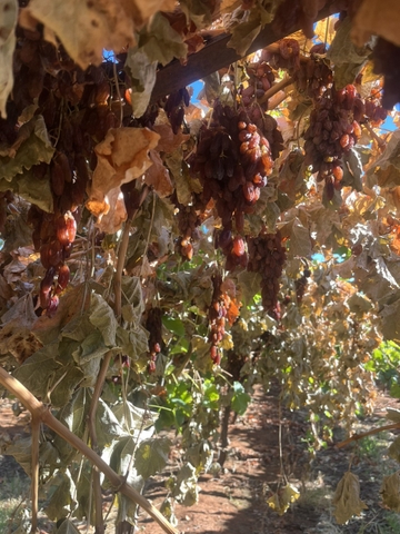 Nho khô nguyên cành Adora st Food Crimson Dried Table Grapes Cluster  4kg - Loại A