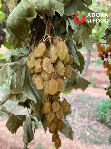 Nho khô nguyên cành Adora st Food Thompson thùng 4kg