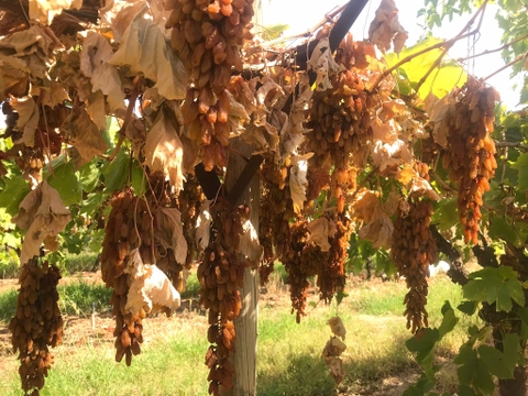 Nho khô nguyên cành Adora st Food Dried Grapes Cluster Thompson 4kg A