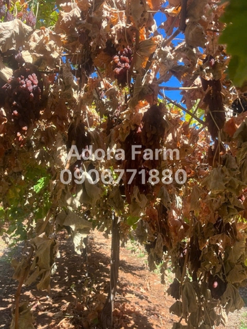 Nho Khô Nguyên Cành Adora st Food Dried Grapes Cluster Crimson  500g đặc sản của Úc