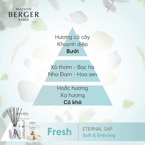 MAISON BERGER - Bộ tinh dầu xe hơi hương Eternal Sap - 2 cái