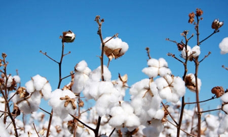 Cách chọn mua KHĂN TẮM chất lượng và phù hợp - Xưởng sản xuất khăn ANODA