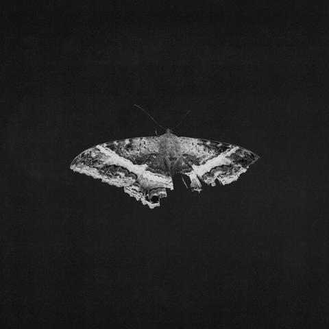 To Pimp A Butterfly (10th Anniversary)
