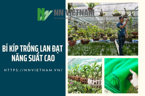 Bật mí bí kíp trồng lan đạt năng suất cao