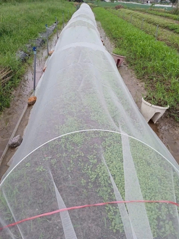 Lưới Chắn Côn Trùng Trắng 22 Mesh Khổ 2m | HDPE Chống UV