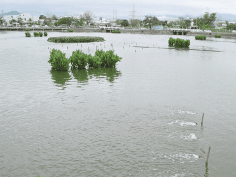 Thành Phố Đà Nẵng - Cải Thiện Các Hồ Nội Thành