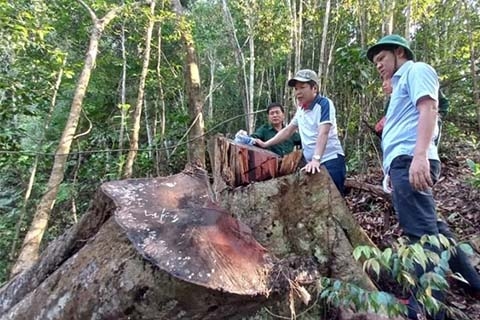 Rừng phòng hộ Đông Giang vẫn âm ỉ “chảy máu”