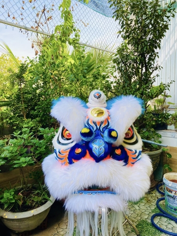 ĐẦU LÂN LÔNG CỪU MÀU TRẮNG