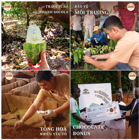 Phát Triển Ca Cao Bền Vững - Tiền Đề Tạo Nên Một Cuộc Sống Tốt Đẹp Hơn