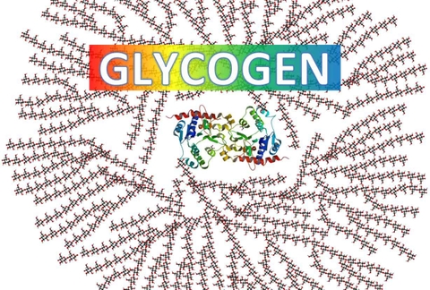 Glycogen Trong Skincare: Giải Pháp Nạp Năng Lượng Tế Bào Và Chống Lão Hóa Chuyên Sâu