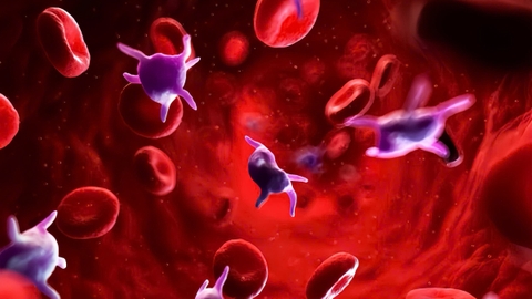 Tiểu cầu là gì? Các chức năng của tiểu cầu