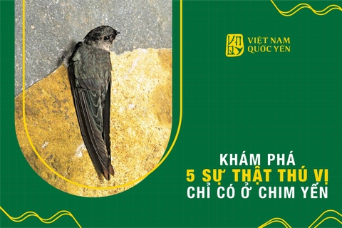 Khám phá 5 sự thật thú vị chỉ có ở chim yến