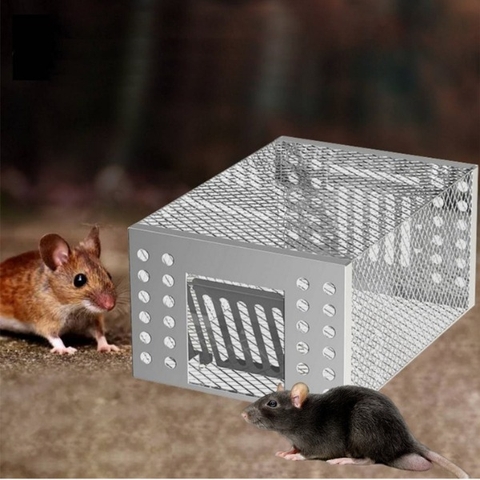 Ga Giường Bị Chuột Cắn Có Sao Không? Nên Xử Lý Như Thế Nào?