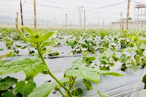 Dưa Lưới Organic