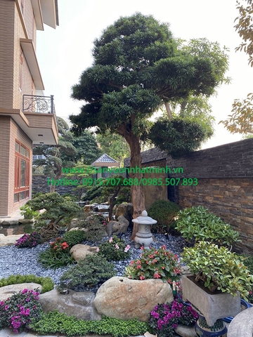 Thi công tiểu cảnh tại Ninh Bình