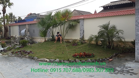 Thi công tường cây