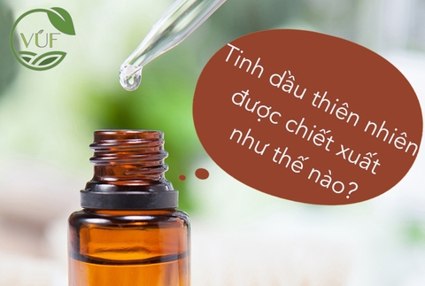 Bạn Đang Thắc Mắc Tinh Dầu Thiên Nhiên Được Chế Tạo Như Thế Nào? Hãy Xem Ngay